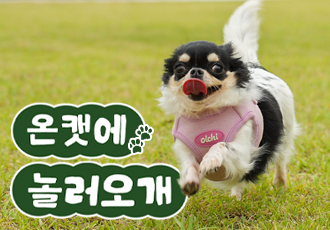 [6월 온캣에 놀러오개] 잔디마당에서 신나게 뛰어놀개🐕