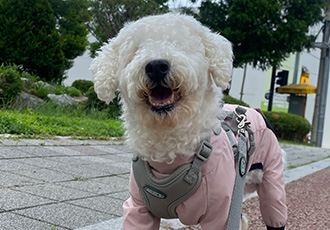 윤랑이의 입양3주년(곤지암_쟈스민)