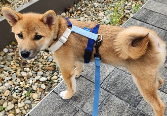 순덕이(쫄이 자견 쫄희) 입양 일주일 후기입니다:) 잘 지내고 있어요!