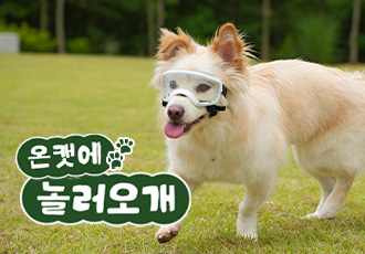 [8월 온캣에 놀러오개]  ﻿잔디마당에서 같이 놀아요🍉🐶