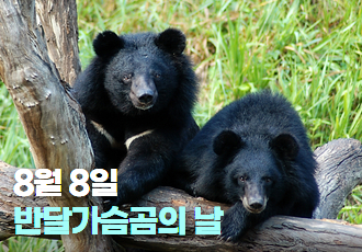 🐻8월 8일 반달가슴곰의 날🌳