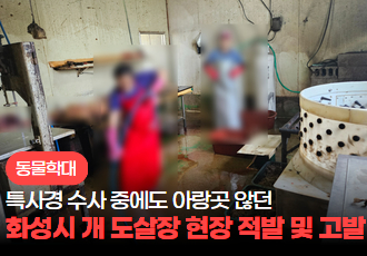 [동물 학대] 특사경 수사에도 아랑곳 않던 화성시 개 도살장 현장 적발 및 고발