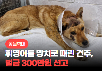 [동물 학대] 휘영이 머리를 망치로 내려치고 방치한 자, 300만원 선고