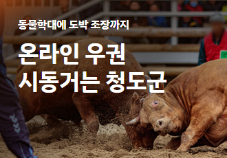 [소만 남고 싸움 가라] 동물학대에 도박 조장까지, 온라인 우권 시동거는 청도군