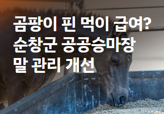 [말들을 위한 나라는 없다] 곰팡이 핀 먹이 급여? 순창군 공공승마장 말 관리 개선