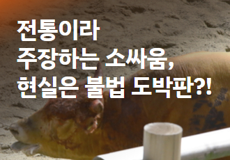 [소만 남고 싸움 가라]  전통이라 주장하는 소싸움, 현실은 불법 도박판?!