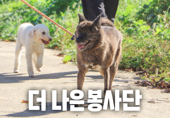 [봉사] 11월 정기 봉사로 함께할 '더 나은 봉사단'을 모집합니다🐾