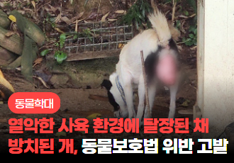 [동물 학대] 열악한 환경에 탈장이 된 채 방치됐던 개, 질병 방치도 학대입니다.