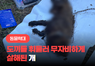 [동물 학대] 무자비하게 살해된 후, 차가운 땅속에 묻혀야만 했던 그날의 진실