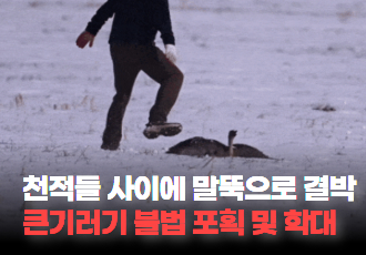 [동물 학대] 불법 포획한 큰기러기를 천적들 사이에 결박해둔 학대자