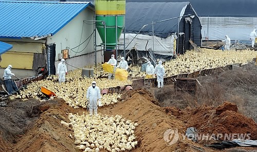 AI에 따른 오리 41만 마리 살처분! 인도적인 방법 마련이 절실합니다.