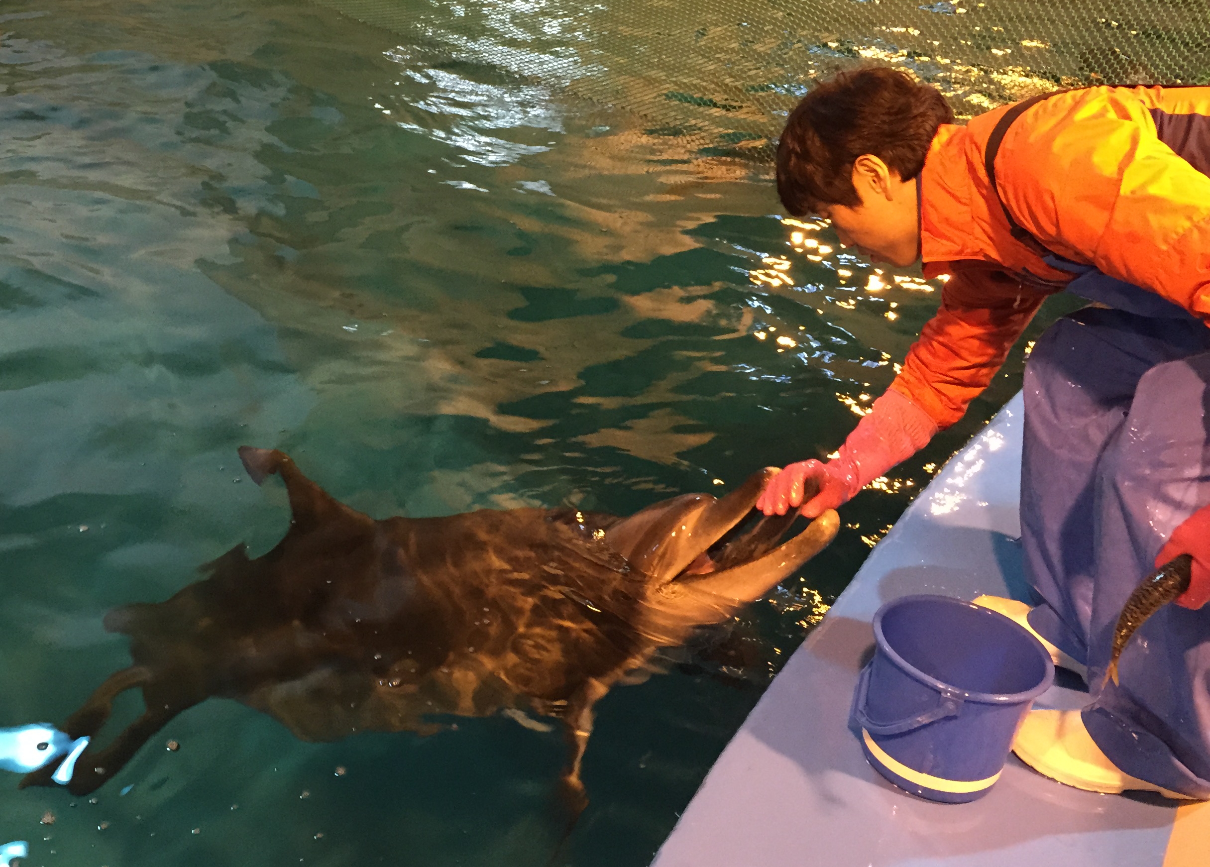 태산이와 복순이가 야생성을 회복하는 놀라운 모습(영상)